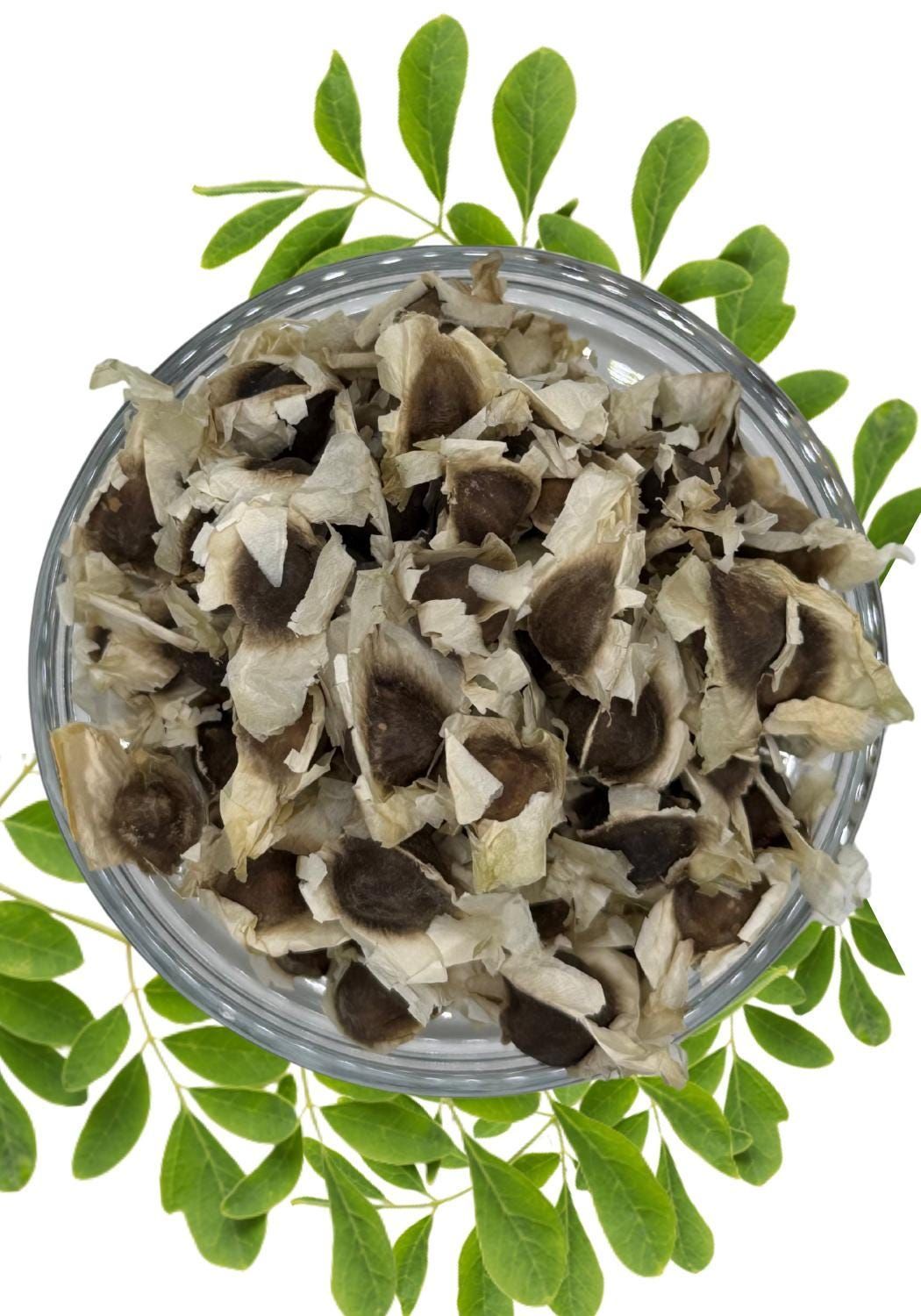 Moringa Oleifera Seed Herb