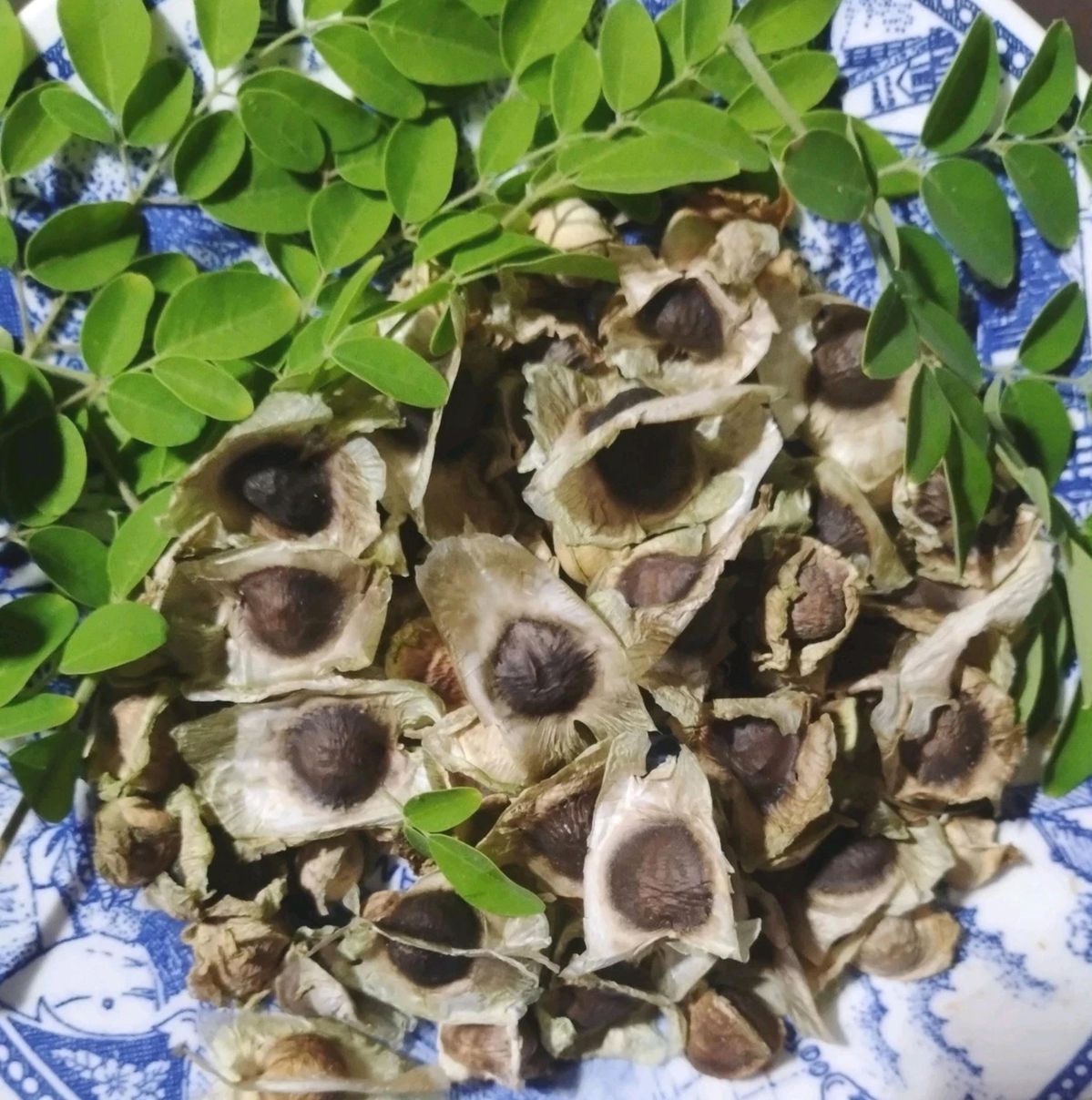 Moringa Oleifera Seed Herb